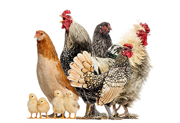 Backyard Poultry Flocks