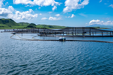 Harmful Algal Blooms