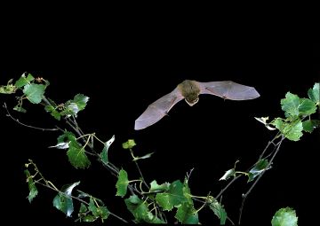 Arboriculture and Bats Combined Course – Scoping Surveys and Secondary Roost Surveys for Arborists
