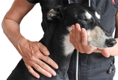 Canine Remedial Massage and Rehabilitation practitioner Course