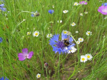 The Maintenance, History and Ecological Principles of Wildflower Meadows