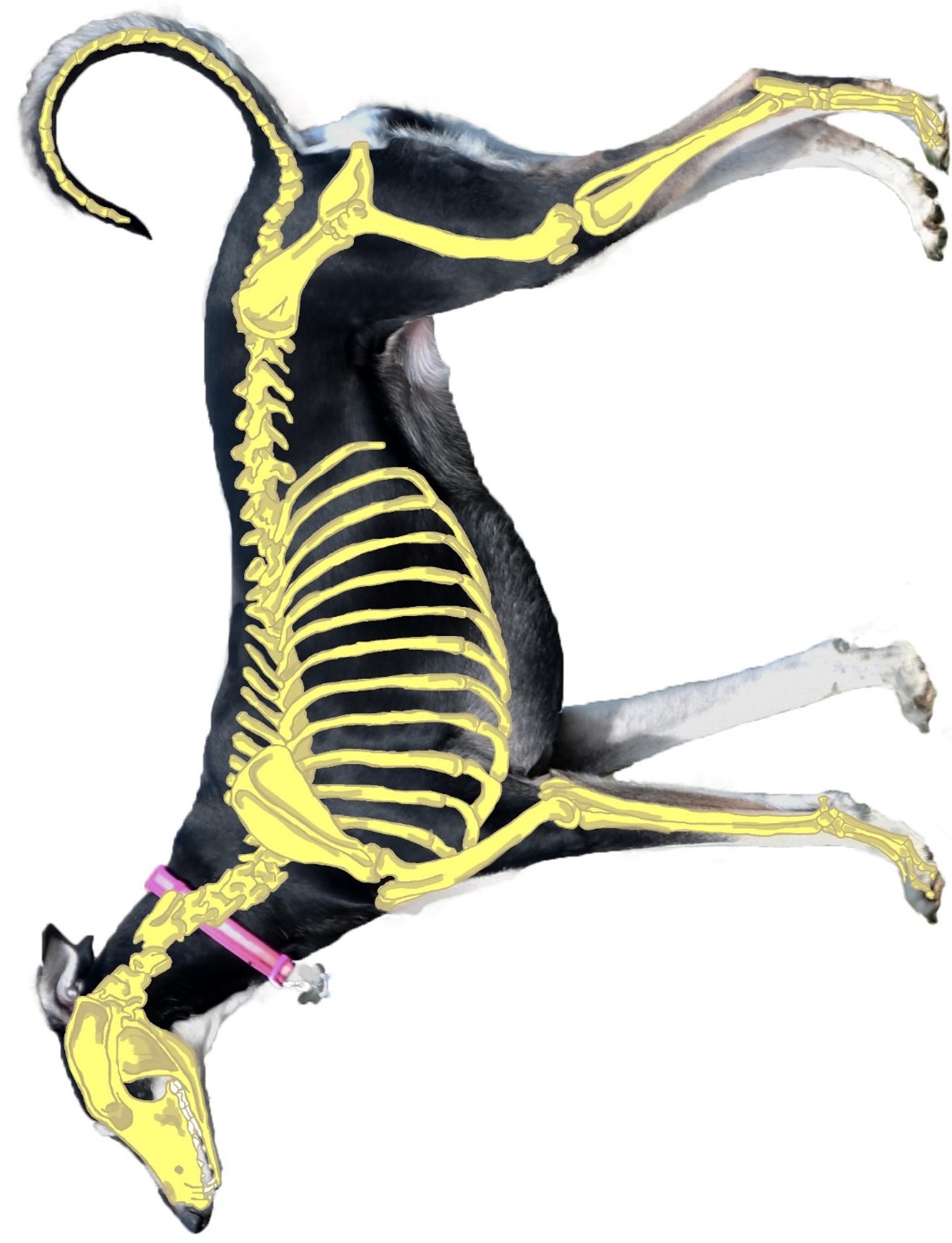 Canine Anatomy and Physiology (E-Learning)
