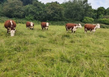 Conservation Grazing in Practice
