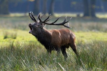 NI Deer Stalking Training Course
