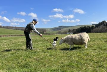 Natural Way Sheepdog Training Intermediate