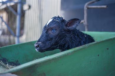 FarmSkills Calf Rearing Part 1 & 2