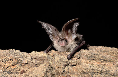 Arboriculture and Bats - Scoping Surveys for Arborists
