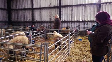 FarmSkills Sheep - Lambing