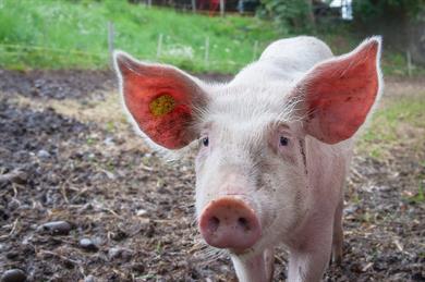 AMBP Antibiotics in Pigs (E Learning)