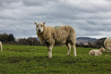 AMBP Antibiotics in Sheep (E Learning)