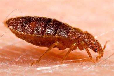 Bed Bug Control (E-Learning)