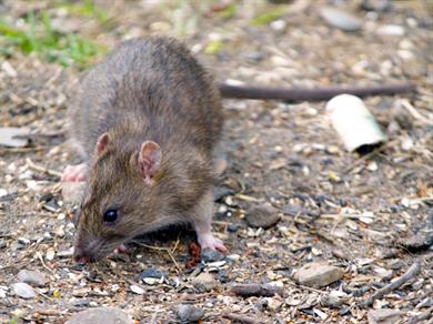 Level 2 Award in Rodent Management RESIT ONLY (E-Learning - Lantra)