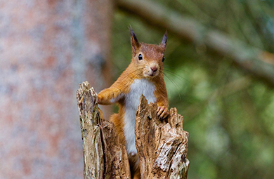 Shooting Grey Squirrels for Red Squirrel Conservation