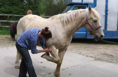 The Equine Touch - Foundation