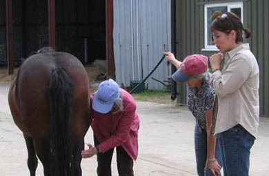 The Equine Touch - Intermediate
