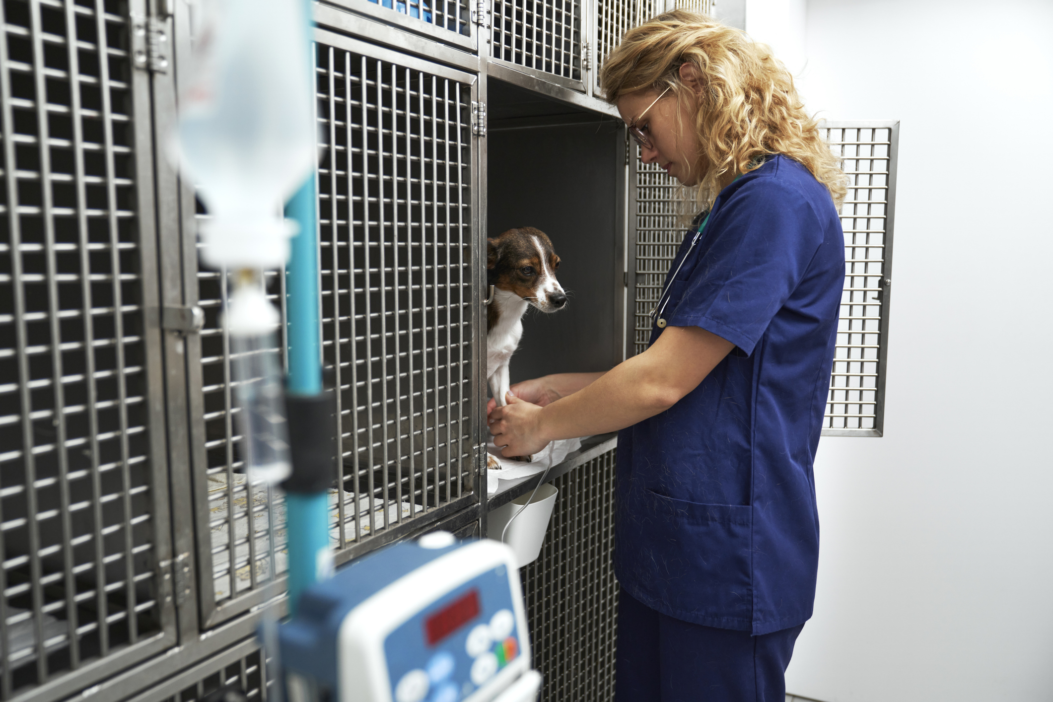 Lantra Awards Diploma in Veterinary Care and Animal Welfare at SCQF Level 5